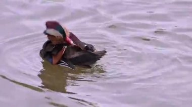 Mandarin ördeği, Aix galericulata gölette yüzer. Doğadaki ördek..