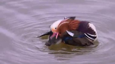 Mandarin ördeği, Aix galericulata gölette yüzer. Doğadaki ördek..