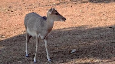 Geyik tarlada otların tepesini beslerken görüldü. Güzel benekli bir geyik doğal bir açık hava manzarası..