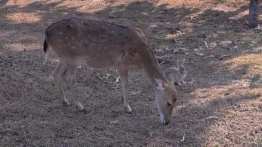 Geyik tarlada otların tepesini beslerken görüldü. Güzel benekli bir geyik doğal bir açık hava manzarası..