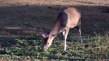 Geyik tarlada otların tepesini beslerken görüldü. Güzel benekli bir geyik doğal bir açık hava manzarası..