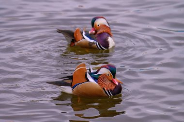 Erkek bir mandalina ördeği, Aix galericulata gölette yüzer. Doğa habitatında renkli bir drake. 