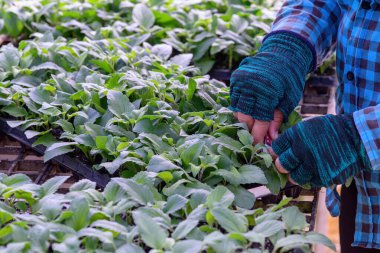 Kadın çiftçi ellerinin yakın plan çekimi tohum yatağında büyüyen genç bitkileri kontrol ediyor. Çiftçi elleri lahanalara dokunur 