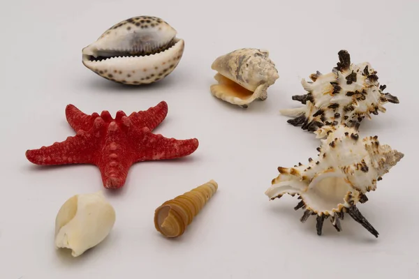 Starfish and seashells on the white table. — Stock Photo, Image