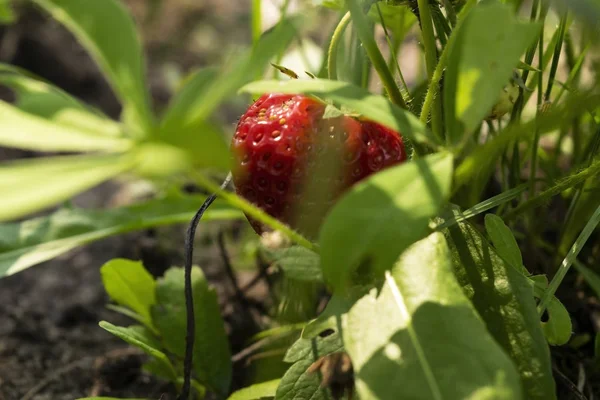 Zbierz swój ogród. Soczysta czerwona truskawka na krzew — Zdjęcie stockowe