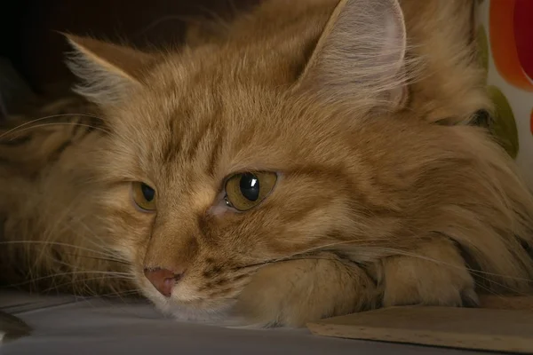 Το πορτρέτο μιας κόκκινης γάτας. Ένα λεπτό σιωπής — Φωτογραφία Αρχείου
