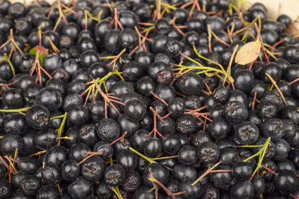A bunch of fresh Aronia to use as a background image or texture — Stock Photo, Image