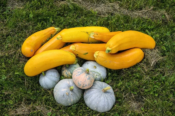 Mermer sonbahar hasat kabak ve kabak sarı yığın çim — Stok fotoğraf