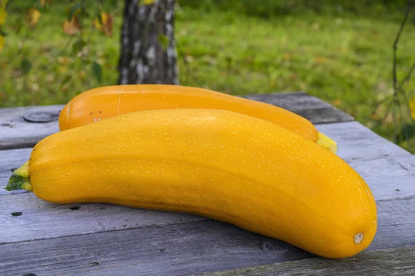 Höst skörd av gul zucchini på bordet i trädgården — Stockfoto