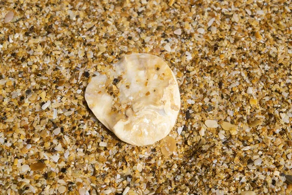 Coquille sur le gros plan de sable. Image de fond . — Photo