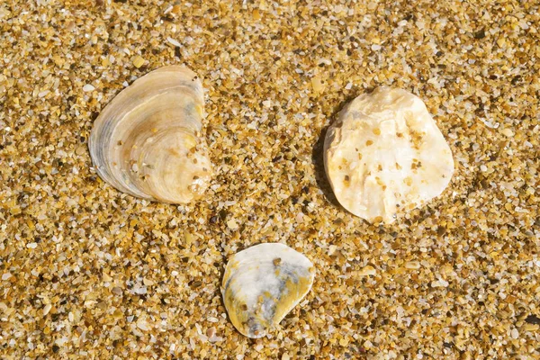 Trois coquilles sur le gros plan de sable. Image de fond . — Photo