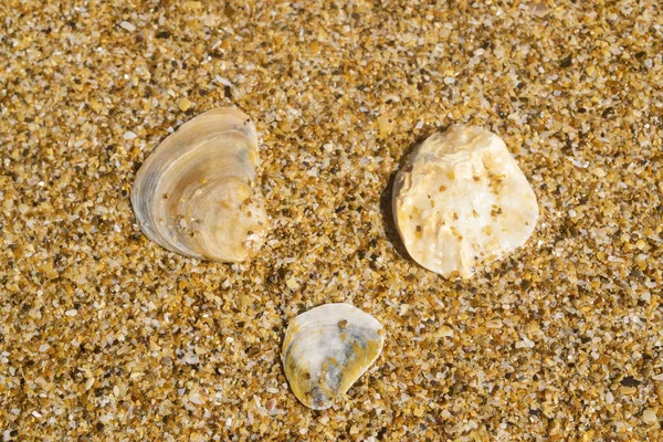 Trois coquilles sur le gros plan de sable. Image de fond . — Photo