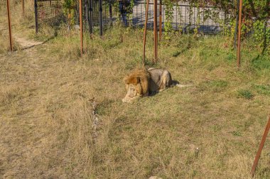 Belogorsk, Kırım, Rusya-16 Eylül 2019: Taigan Safari Parkı. Etrafında aslanlar var..
