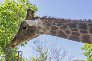 Hayvanat bahçesindeki zürafa. Gökyüzüne karşı portre.