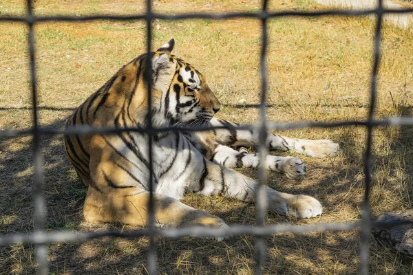 Yetişkin kaplan çitin arkasında hayvanat bahçesinde. — Stok fotoğraf