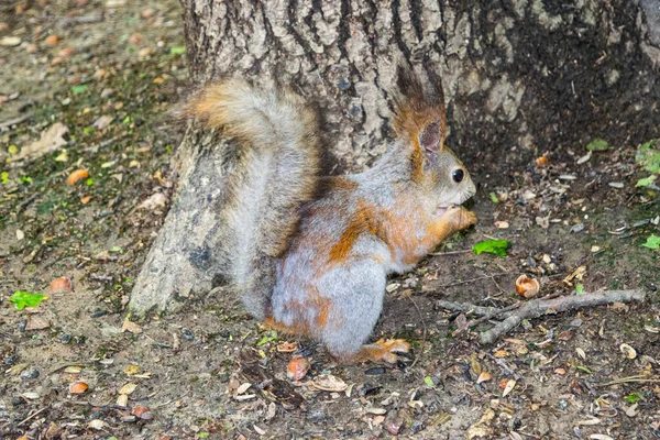 Ein Junges Rotes Eichhörnchen Sucht Wald Nach Umgestürzten Nüssen — Stockfoto