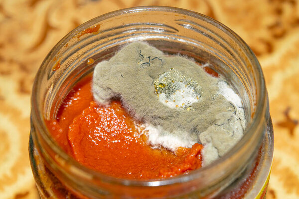 Mold growing on the tomato paste. Close up