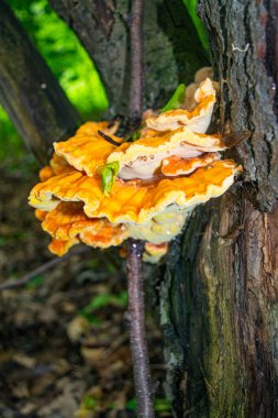 Yaşlı bir ağacın gövdesinde sarı ağaç mantarı. Kapat.
