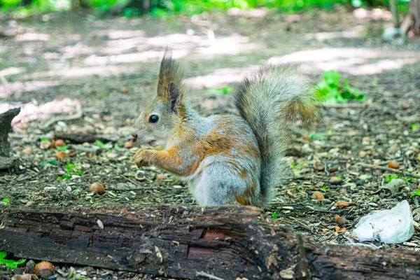 Giovane Scoiattolo Rosso Cerca Noci Cadute Nella Foresta — Foto Stock