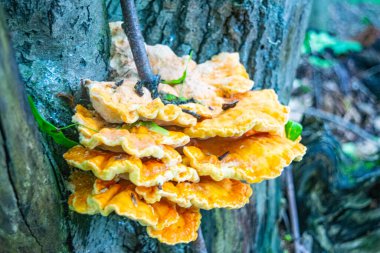 Yaşlı bir ağacın gövdesinde sarı ağaç mantarı. Kapat.