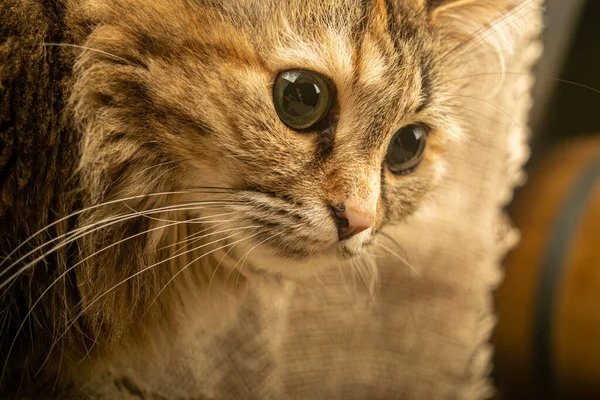 Tabby Γάτα Γκρο Πλαν Πορτρέτο Κατοικίδιου Ζώου — Φωτογραφία Αρχείου