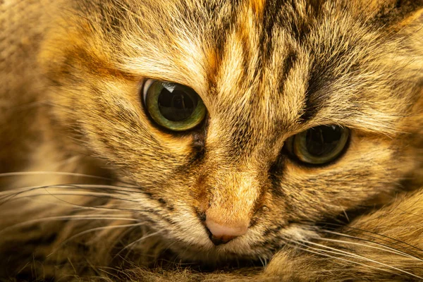 Tabby Γάτα Γκρο Πλαν Πορτρέτο Κατοικίδιου Ζώου — Φωτογραφία Αρχείου