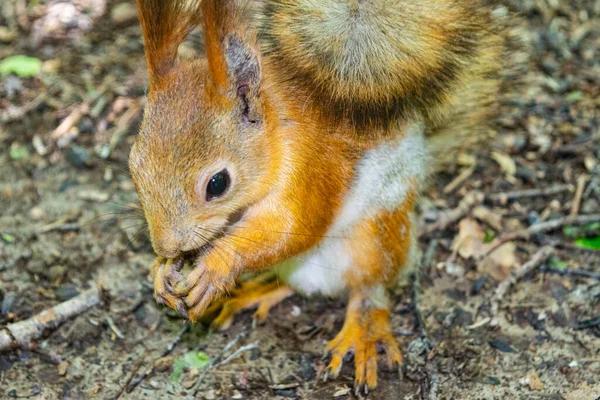 Giovane Scoiattolo Rosso Cerca Noci Cadute Nella Foresta — Foto Stock