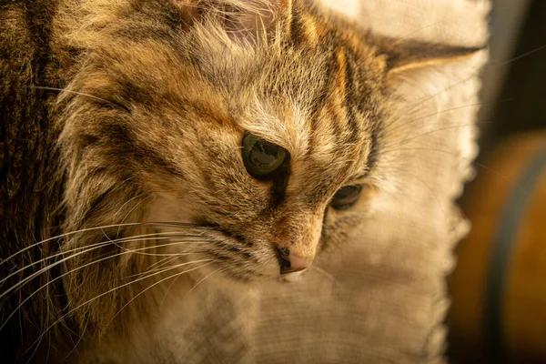 Tabby γάτα γκρο πλαν. Πορτρέτο κατοικίδιου ζώου. — Φωτογραφία Αρχείου