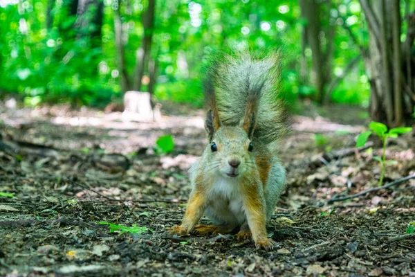 Un giovane scoiattolo rosso cerca noci cadute nella foresta . — Foto Stock
