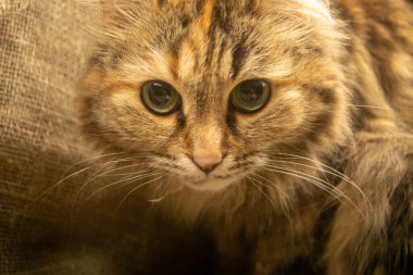 Tekir kedi yakın plan. Bir evcil hayvan portresi