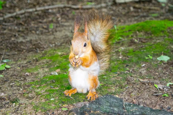 Una Joven Ardilla Roja Busca Nueces Caídas Bosque — Foto de Stock