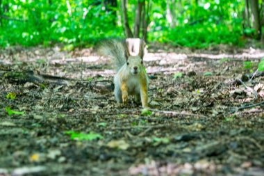 Genç bir kızıl sincap ormanda düşen fındıkları arıyor.