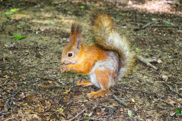 Young Red Squirrel Looks Fallen Nuts Forest — Stock Photo, Image