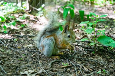 Genç bir kızıl sincap ormanda düşen fındıkları arıyor.