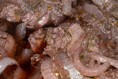 Pulykahús darabokra vágva és vörösborban pácolva hagymával és fűszerekkel. Közelkép, felületi textúra