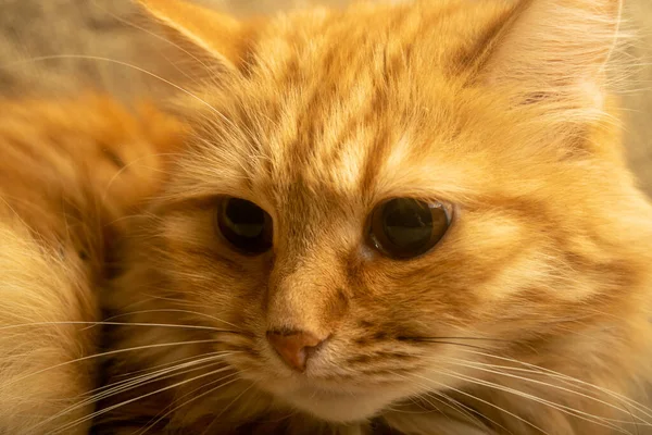 Πορτραίτο Μιας Κόκκινης Γάτας Από Κοντά Οικογενειακό Κατοικίδιο — Φωτογραφία Αρχείου