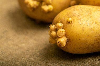 Kabaca yağmalanan bir arka planda patates filizlendirmek. Sonbahar hasadı. Tohum ekmek için patates. Kapat.