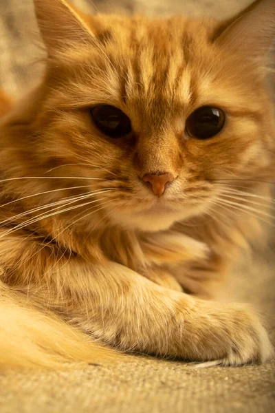 Πορτραίτο Μιας Κόκκινης Γάτας Από Κοντά Οικογενειακό Κατοικίδιο — Φωτογραφία Αρχείου