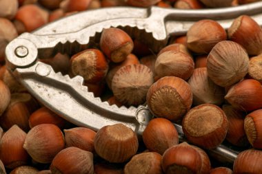 Bir demet fındık ve fındıkkıran. Kapat.