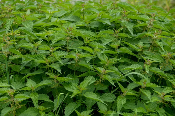 Dense Thickets Young Green Nettles Close — Stock Photo, Image