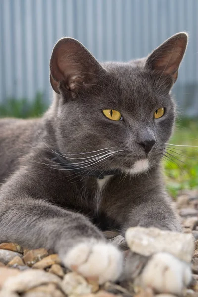 Young Black Cat Lying Gravel Path Pet Country — Stock Photo, Image