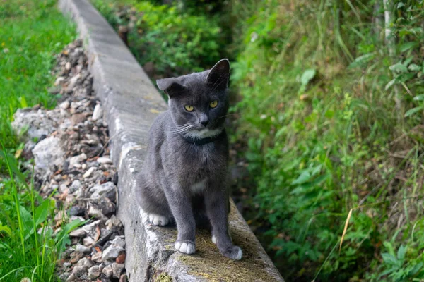 Young Black Cat Walk Pet Country — Stock Photo, Image