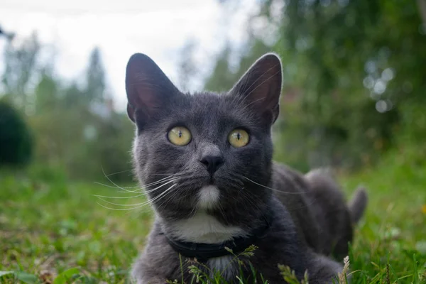 Young Black Cat Lying Green Grass Pet Country — Stock Photo, Image