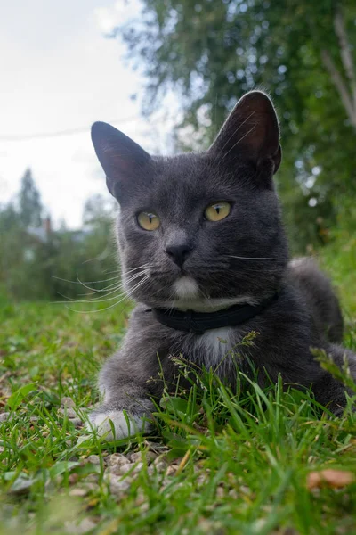 Young Black Cat Lying Green Grass Pet Country — Stock Photo, Image