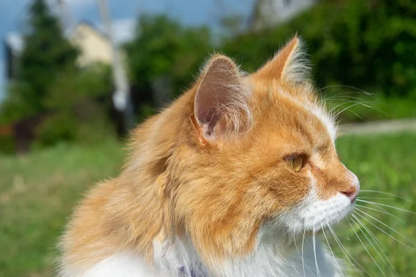 Portrait Young Red Cat Background Green Grass Bushes Pet Country — Stock Photo, Image