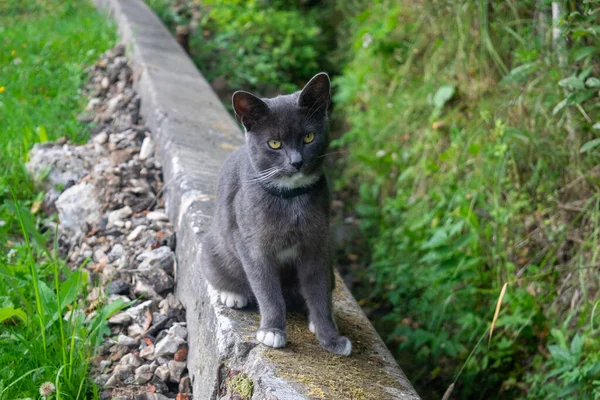 Young Black Cat Walk Pet Country — Stock Photo, Image