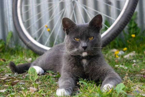 Young Black Cat Lying Green Grass Pet Country — Stock Photo, Image