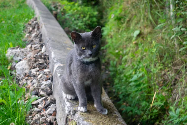 Young Black Cat Walk Pet Country — Stock Photo, Image