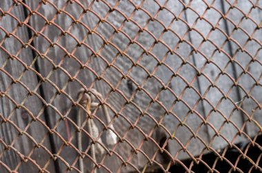 Pasla kaplı eski metal örgü ve arkada eski ahşap bir duvar, yakın plan, seçici odak.