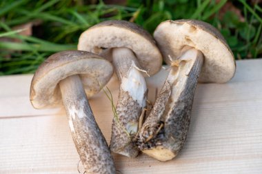 Genç boletus mantarlarını yeşil çimlerde kes, yakın plan, seçici odaklanma. Sonbahar hasadı, doğanın armağanları.